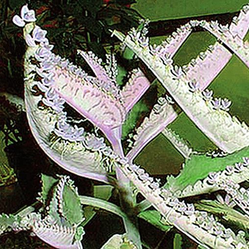 Целебные растения - i_013.jpg