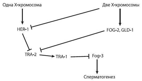 Эволюция. Классические идеи в свете новых открытий - i_010.jpg