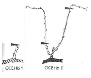 Умный виноградник для себя - _20.jpg