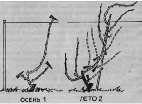 Умный виноградник для себя - _31.jpg