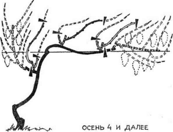 Умный виноградник для себя - _34.jpg