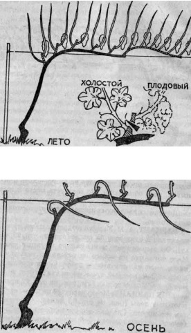 Умный виноградник для себя - _35.jpg