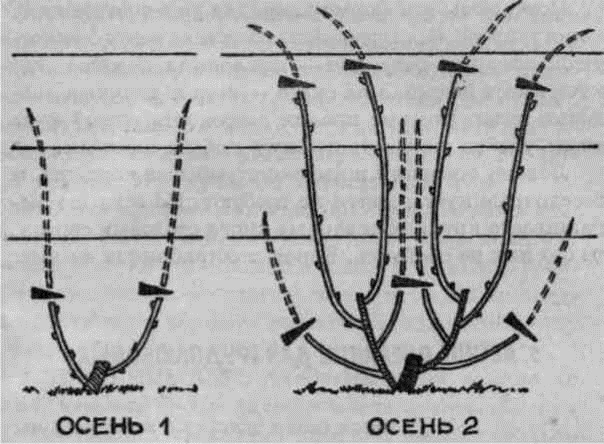 Умный виноградник для себя - _40.jpg