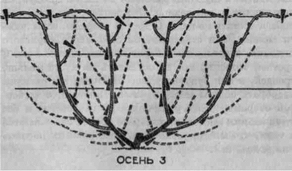 Умный виноградник для себя - _41.jpg