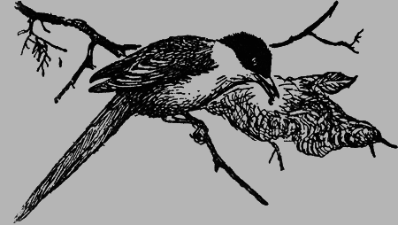 Заповедными тропами - img053.png