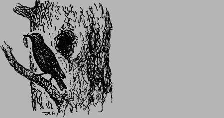 Заповедными тропами - img054.png