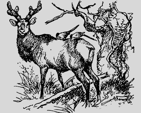 Заповедными тропами - img055.png