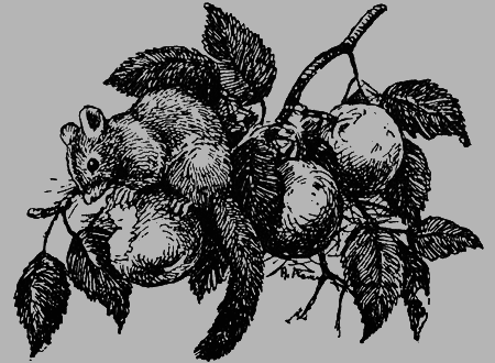 Заповедными тропами - img078.png