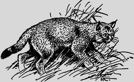 Заповедными тропами - img080.png