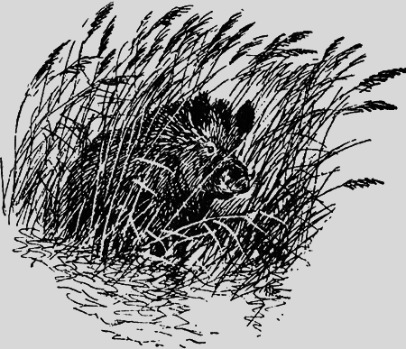 Заповедными тропами - img151.png