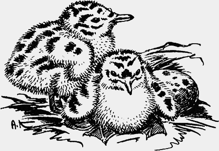 Заповедными тропами - img160.png