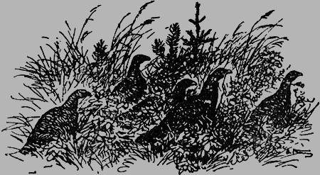 Заповедными тропами - img166.png