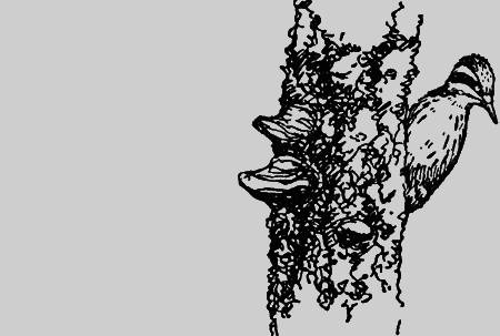 Заповедными тропами - img167.png