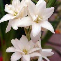 Энциклопедия парфюмерии - _9.jpg