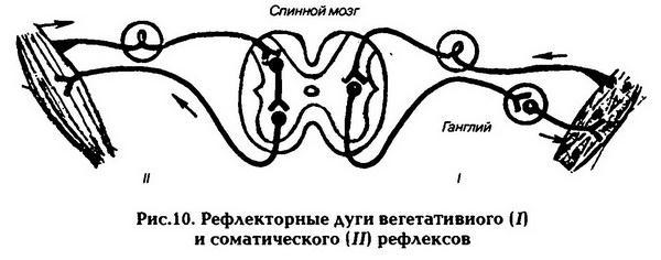 Нормальная физиология - _11.jpg