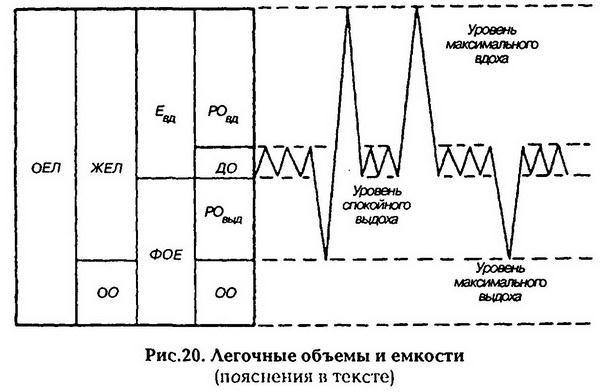 Нормальная физиология - _21.jpg