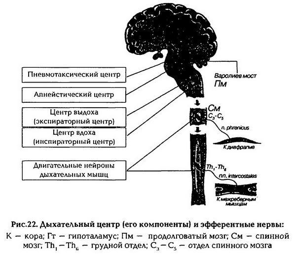 Нормальная физиология - _23.jpg