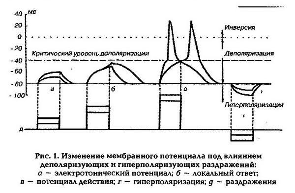 Нормальная физиология - _3.jpg