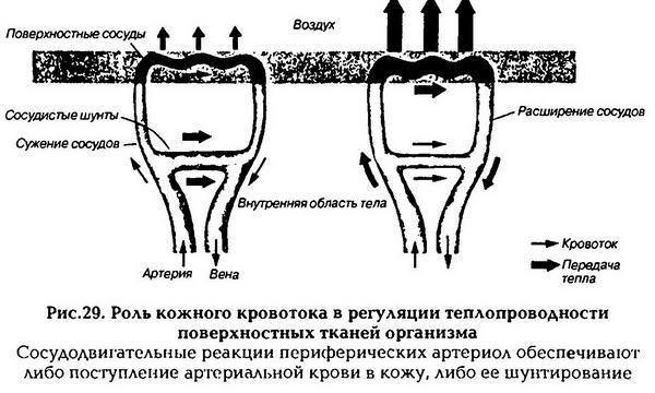 Нормальная физиология - _30.jpg