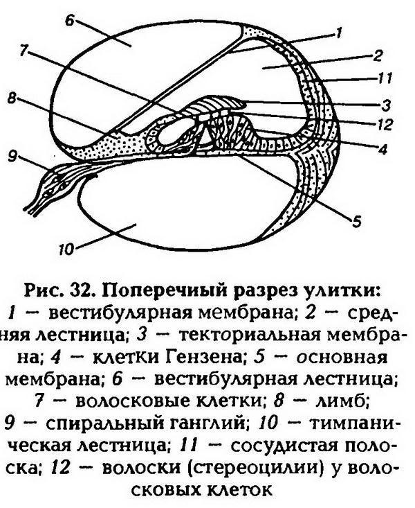 Нормальная физиология - _33.jpg