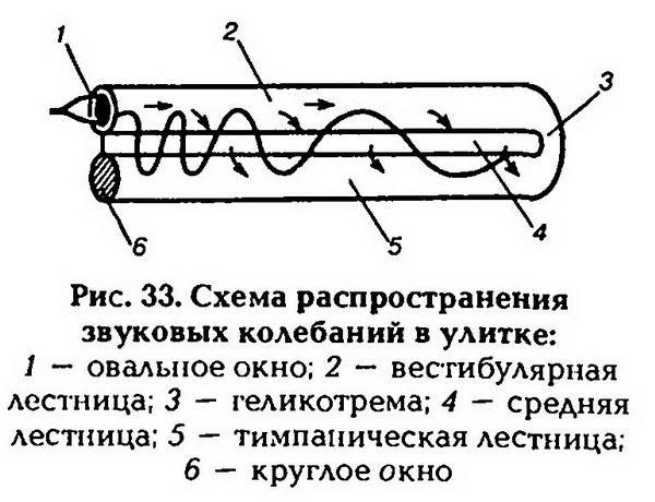 Нормальная физиология - _34.jpg