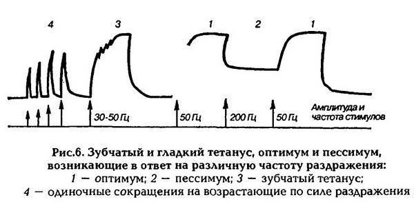 Нормальная физиология - _7.jpg