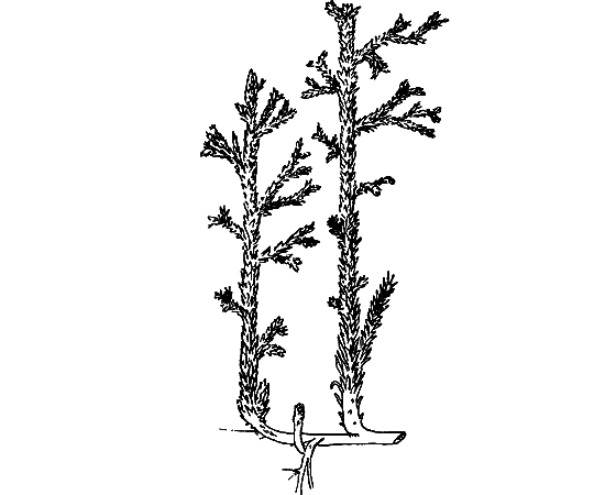 Путешествие в страну нектара - i_054.png