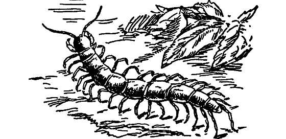 Путешествие в страну нектара - i_056.png