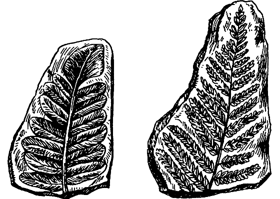 Путешествие в страну нектара - i_059.png