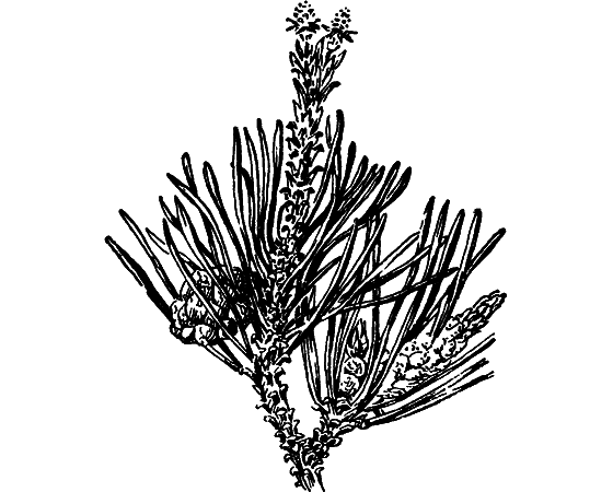 Путешествие в страну нектара - i_083.png