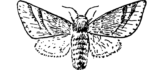 Путешествие в страну нектара - i_084.png