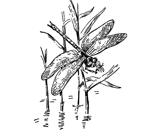 Путешествие в страну нектара - i_085.png