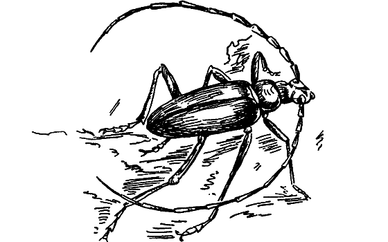 Путешествие в страну нектара - i_086.png