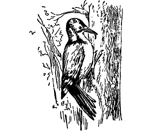 Путешествие в страну нектара - i_087.png