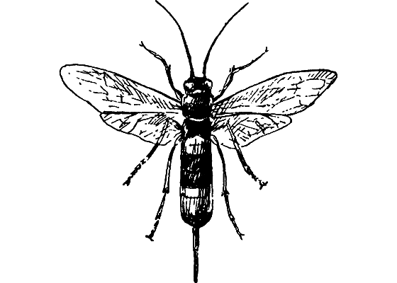 Путешествие в страну нектара - i_088.png