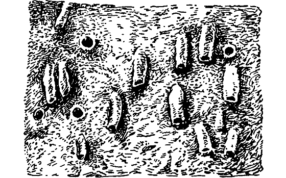 Путешествие в страну нектара - i_115.png