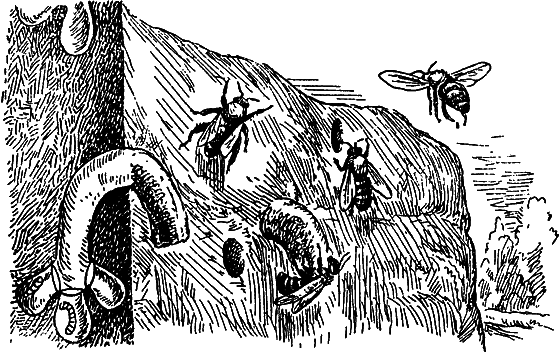 Путешествие в страну нектара - i_116.png