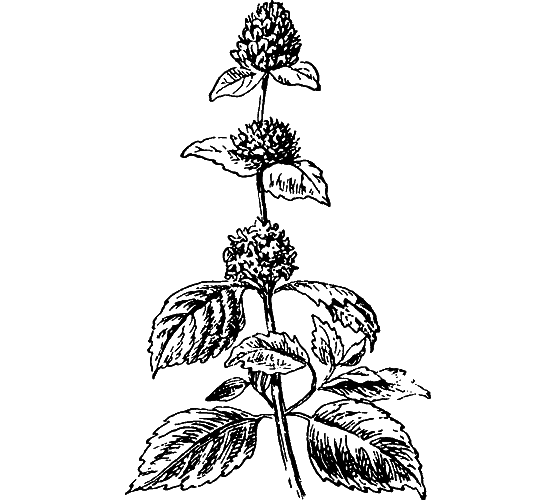 Путешествие в страну нектара - i_118.png