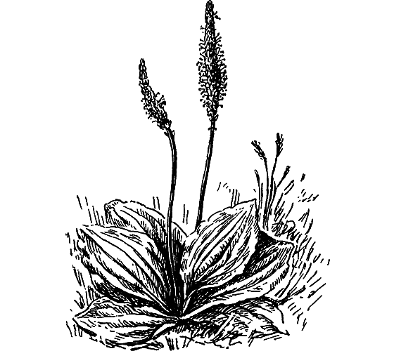 Путешествие в страну нектара - i_124.png