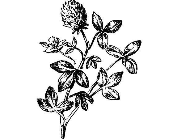 Путешествие в страну нектара - i_177.png