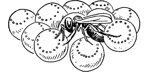 Путешествие в страну нектара - i_183.png