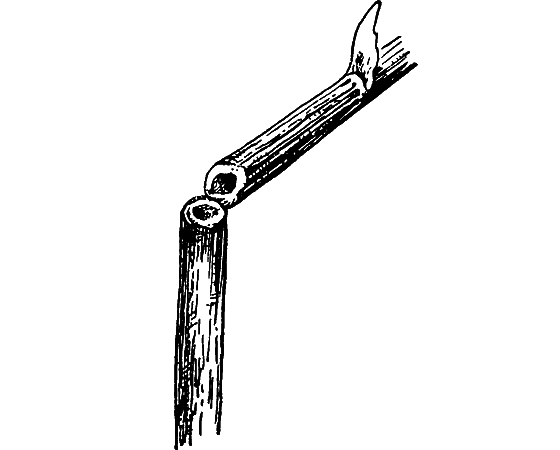 Путешествие в страну нектара - i_185.png