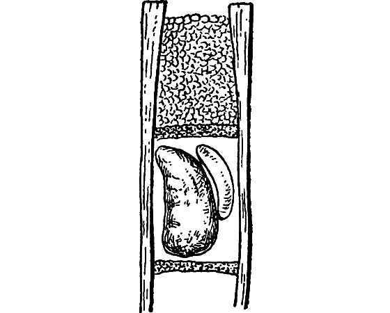 Путешествие в страну нектара - i_186.png