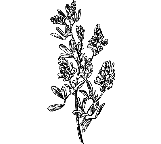 Путешествие в страну нектара - i_187.png