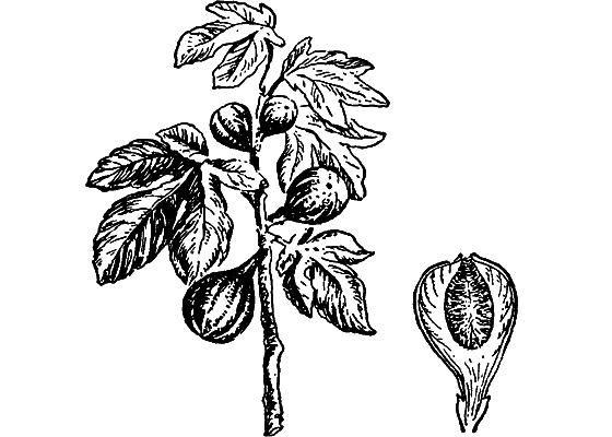 Путешествие в страну нектара - i_194.png