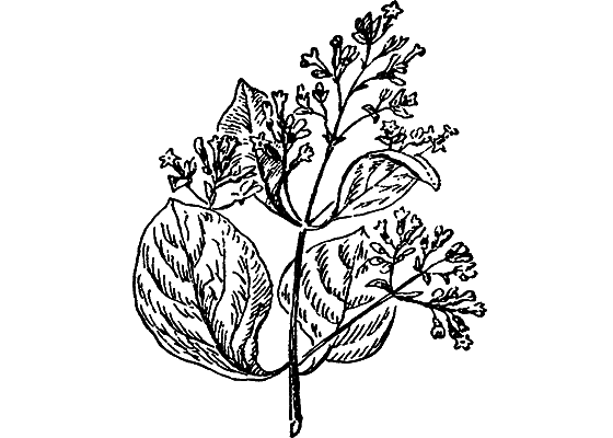 Путешествие в страну нектара - i_198.png