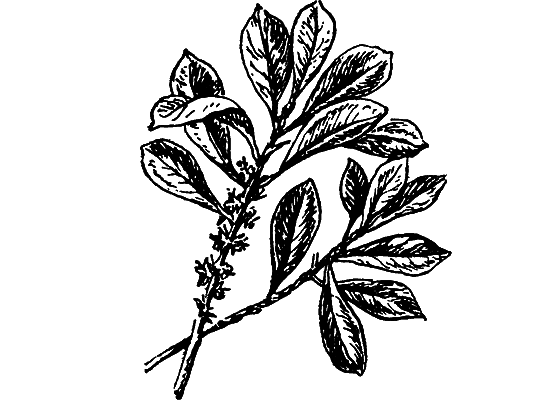 Путешествие в страну нектара - i_199.png