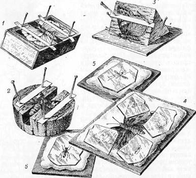 Знай и умей. Самодельные коллекции по ботанике и зоологии - i_011.jpg