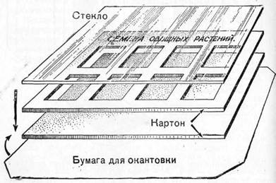 Знай и умей. Самодельные коллекции по ботанике и зоологии - i_018.jpg