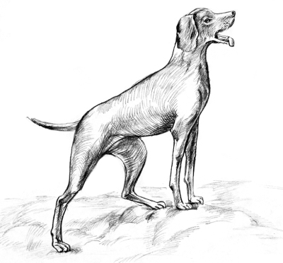 Белый пудель (сборник) - i_015.jpg